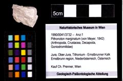 Foto (Objekt + Etiketten) von Pithonoton marginatum (von Meyer, 1842) 